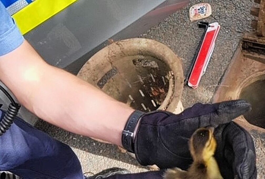 Süße Rettung: Polizei befreit Entenküken aus Abwasserschacht - Beamte retteten auf einem Rasthof mehrere Küken aus einem Abwasserschacht. Foto: Polizeidirektion Zwickau