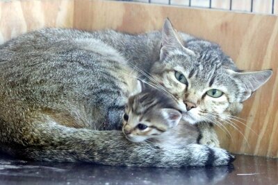 Süßer Nachwuchs erblickt im Tierpark das Licht der Welt - Bei den Oman-Falbkatzen kam am 13. Juni ein Junges zur Welt.