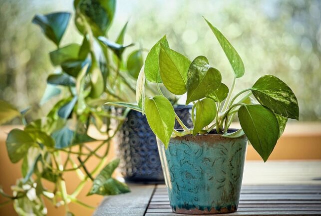 Pothos-Pflanzen sind widerstandsfähig, wachsen zufriedenstellend und es gibt sie in vielen verschiedenen Sorten. Foto:pixabay