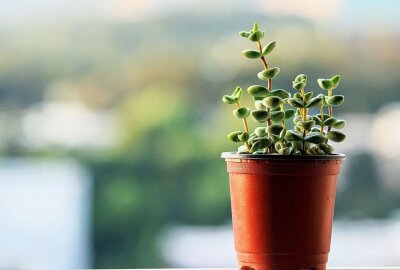 Tag der Zimmerpflanze: Mein kleiner grüner Kaktus war einmal! - Sukkulenten lieben die Sonne. Wird ihr Laub matschig oder faltig, benötigen sie Wasser. Foto: pixabay