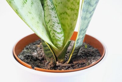 Tag der Zimmerpflanze: Mein kleiner grüner Kaktus war einmal! - Bogenhanf wächst nicht besonders schnell, verträgt aber so gut wie jede Lichtbedingung und ist trockenheitsresistent. Außerdem gibt es ihn in Dutzenden von Formen, Farben, Mustern und Größen. Foto: pixabay
