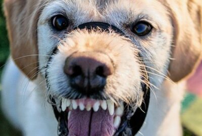 Thum: Hund attackiert 56-jährige Frau - Zeugen gesucht! - Symbolbild. Foto: pixabay/GemmaRay23