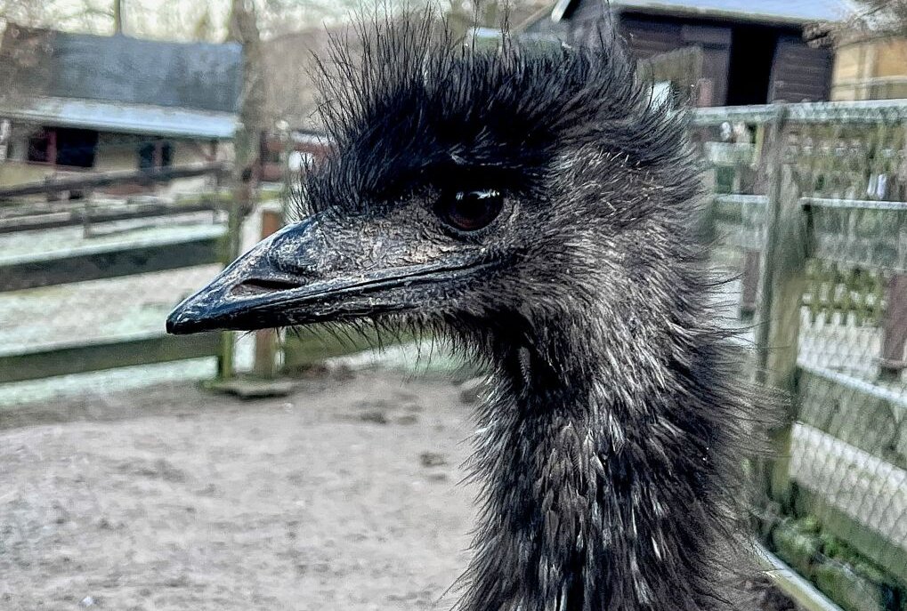Tiere im Auer Zoo der Minis freuen sich auf Besucher im neuen Jahr - Im Auer Zoo der Minis sind auch Emus zuhause. Foto: Ralf Wendland
