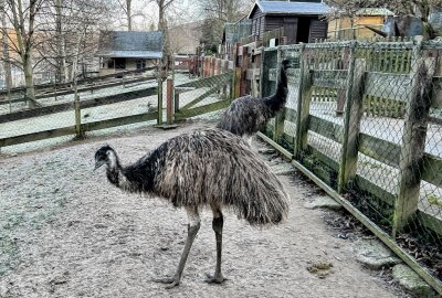 Tiere im Auer Zoo der Minis freuen sich auf Besucher im neuen Jahr - Im Auer Zoo der Minis sind auch Emus zuhause. Foto: Ralf Wendland