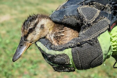 Tierische Rettungsaktion im Kurpark Bad Schlema - In Bad Schlema wurde ein Entenküken aus einem Überlauf gerettet. Foto: Niko Mutschmann