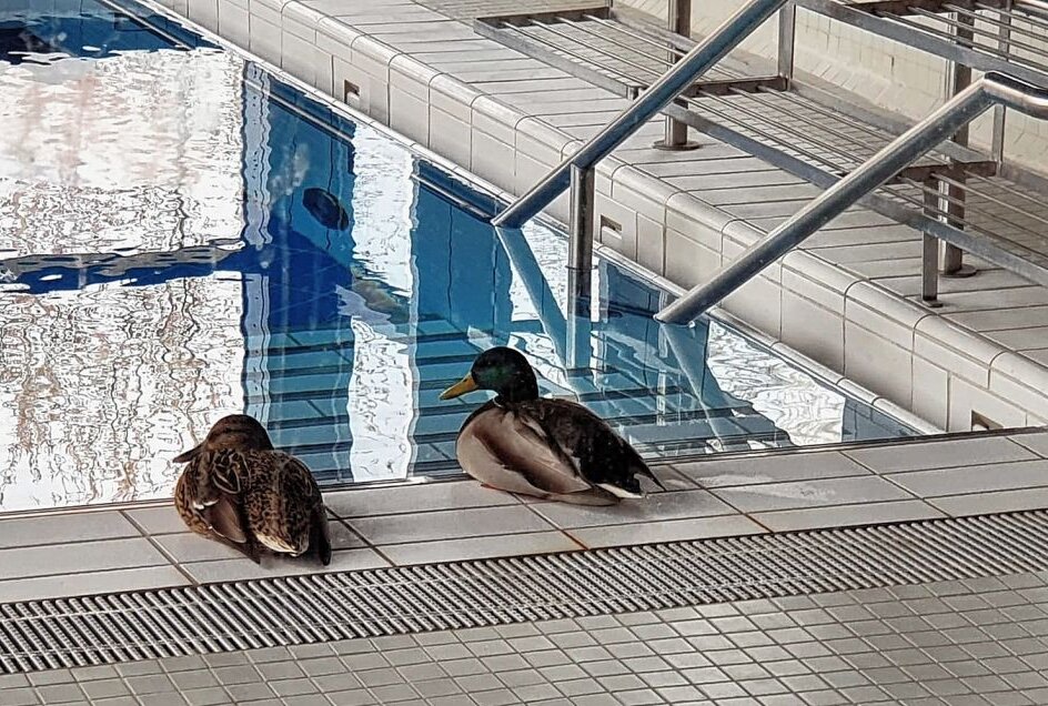 Zwei Enten haben sich heimlich ins "Actinon" in Bad Schlema geschlichen. Foto: Julius Houda