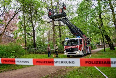 Tierischer Einsatz: Feuerwehr und Imker retten Bienenvolk in Görlitz - Feuerwehr und Imker retten Bienenvolk in Görlitz. Foto: xcitepress