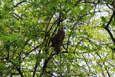 Tierischer Einsatz: Feuerwehr und Imker retten Bienenvolk in Görlitz - Feuerwehr und Imker retten Bienenvolk in Görlitz. Foto: xcitepress