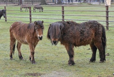 Tierpark Hirschfeld beliebtes Ausflugsziel zu Ostern - Die Bewohner im Tierpark Hirschfeld freuen sich auf Besucher auch die Ponys. Foto: Ralf Wendland
