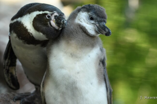 Süßer Nachwuchs bei den Pinguinen im Limbacher Zoo.