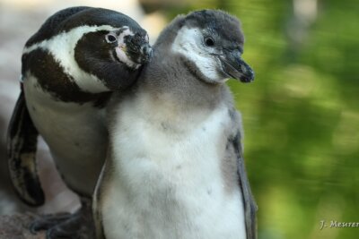 Tierpark Limbach-Oberfrohna: "Positiv ist die Unterstützung aller Tierparkfans" - Süßer Nachwuchs bei den Pinguinen im Limbacher Zoo.