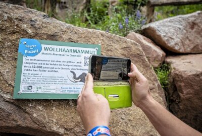 Tierpark-Spielplatz: Zum Ferienbeginn erstmal austoben - Thorid Zierold vom Naturkundemuseum scannt die QR Codes auf der Tafel des Mammuts. Foto: Ralph Kunz