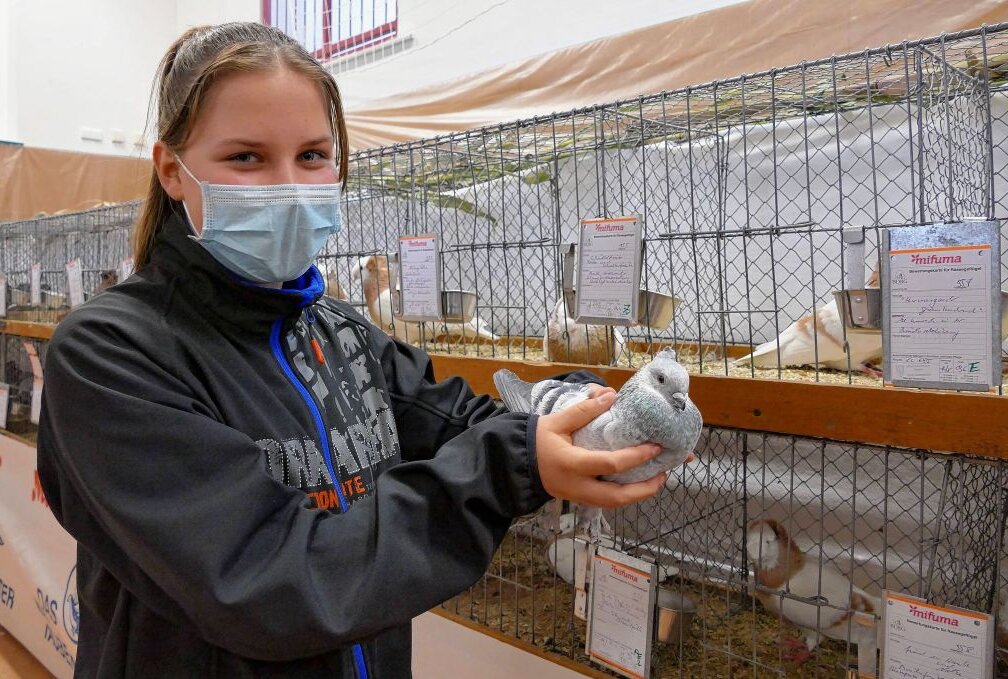 Mit 12 Jahren ist Alexa Loos die jüngste Großolbersdorfer Züchterin. Trotzdem wurde ihre einfarbige Luzerner-Taube von der Jury als "Vorzüglich" eingestuft. Foto: Andreas Bauer