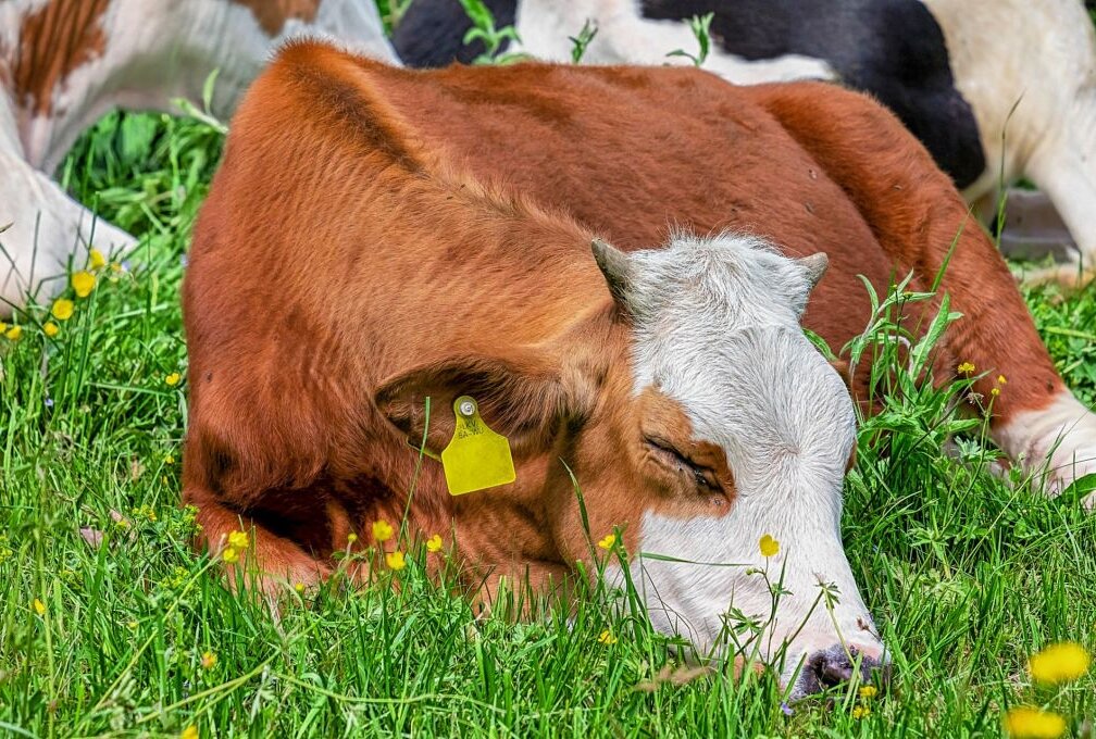 Treuen: Gewitter bringt Kuhherde dazu auszubrechen - Vier Kühe auf Abwegen. Symbolbild: Pixabay/Couleur