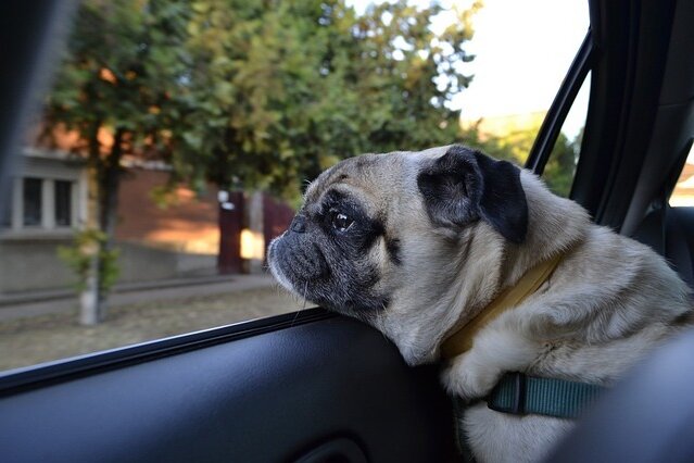 Viele Hundebesitzer lassen ihre Vierbeiner im Auto zurück. Doch das kann tödlich sein. Foto: pixabay