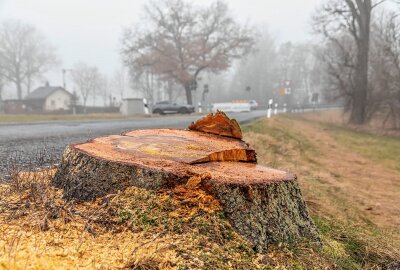 Über 60 Bäume für Straßenausbau im Erzgebirgskreis gefällt - Ausbau der Kreisstraße zwischen Sehma und Walthersdorf - Zahlreiche Bäume für Ausbau gefällt. Foto: André März