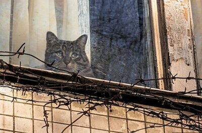 Ukrainer flüchten mit Haustieren: Wohin mit den Vierbeinern am Ziel? - Verlassene Katze in einer Wohnung, in der Ukraine. Foto Screenshot Facebook