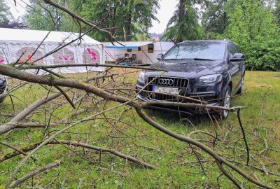 Umgestürzter Baum beschädigt Fahrzeuge von Projektzirkus - Ein umgestürzter Baum beschädigte die Fahrzeuge von einem Projektzirkus. Foto: Projektcircus Hein