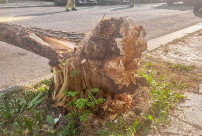 Umgestürzter Baum verursacht hohen Sachschaden - Am Montagabend hat ein umgestürzter Baum einen hohen Sachschaden angerichtet. Foto: xcitepress