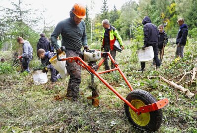 Umwelt-Aktion: 750 junge Weißtannen für den Annaberger Forst - Forstwirt Sebastian Mann bohrt die Löcher. Foto: Thomas Fritzsch/PhotoERZ