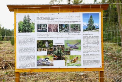 Umwelt-Aktion: 750 junge Weißtannen für den Annaberger Forst - Eine Tafel soll an die Pflanzaktion erinnern. Foto: Thomas Fritzsch/PhotoERZ