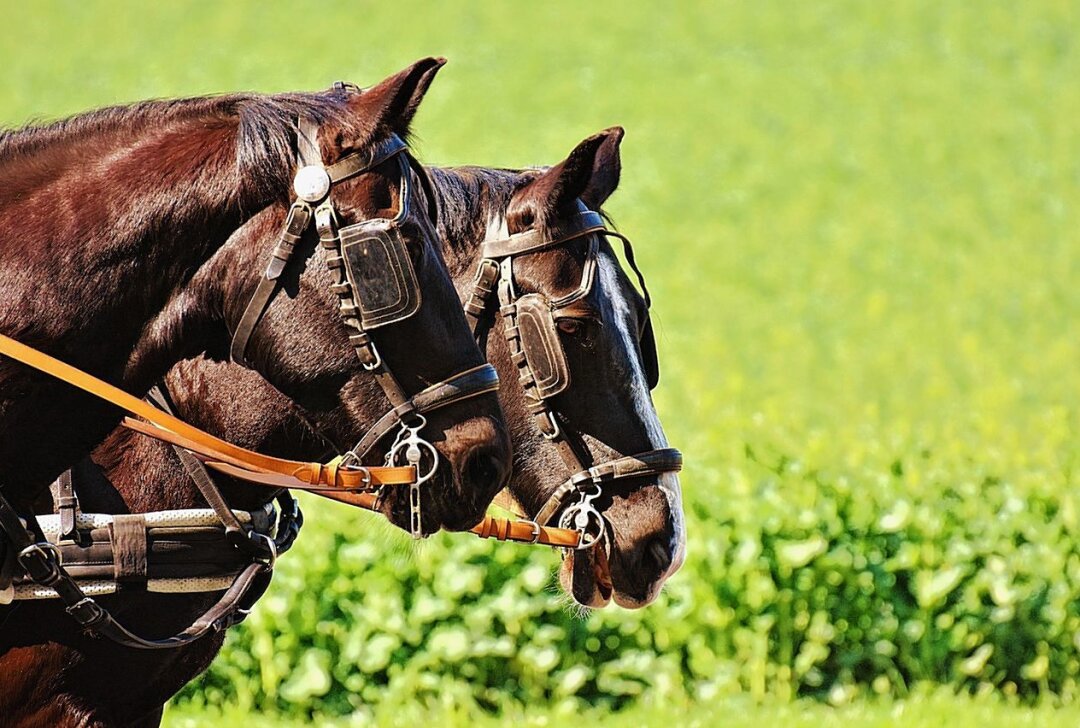 Unfall mit Pferdekutsche: Tier muss eingeschläfert werden - Symbolbild. Bild: Pixabay
