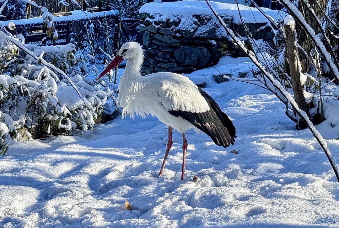Ungewöhnliches Bild: Ein Storch im Schnee - Der Weißstorch im Auer Zoo der Minis bleibt auch im Winter im Erzgebirge. Foto: Ralf Wendland