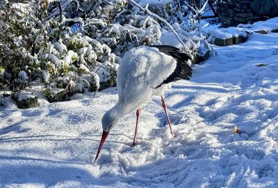 Ungewöhnliches Bild: Ein Storch im Schnee - Der Weißstorch im Auer Zoo der Minis bleibt auch im Winter im Erzgebirge. Foto: Ralf Wendland