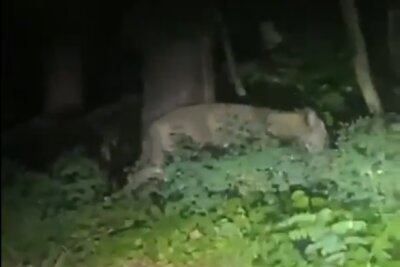 Update: Polizei zweifelt Dasein der Löwin an - wohl doch nur Wildschwein? - Löwin südlich von Berlin auf freiem Fuß. Foto: Twitter: @lqzze1