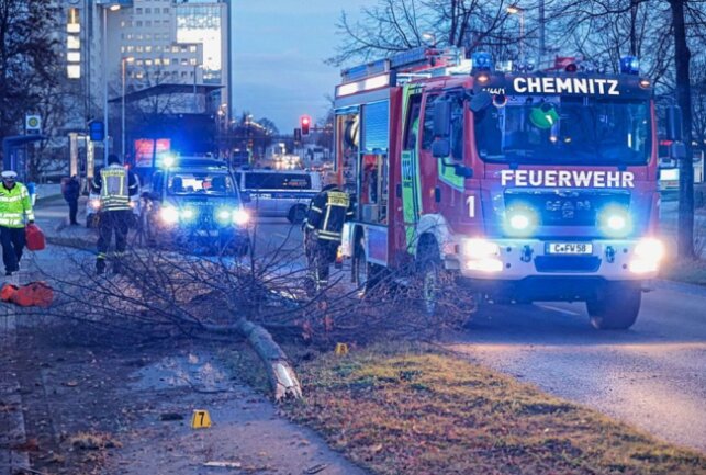 Ein Baum am Straßenrand wurde umgefahren. Foto: Harry Härtel/haertelpress