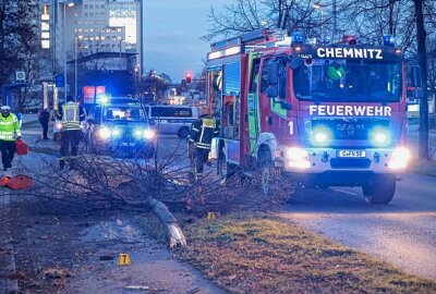 Update: Schwerer Unfall auf Neefestraße - Fahrer verliert Kontrolle über PKW - Ein Baum am Straßenrand wurde umgefahren. Foto: Harry Härtel/haertelpress