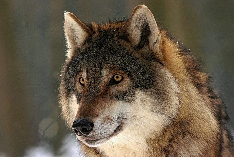 Update Thalheim: Beide Wolfshunde eingefangen - Die beiden Wolfhunde sind für den Menschen ungefährlich und sehen dem europäischen Grauwolf zum Verwechseln ähnlich. Symbolbild. Foto: steffiheufeder/pixabay