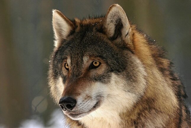 Experten der Fachstelle gehen laut einer Pressemeldung des LfULG aktuell davon aus, dass der Wolf im Schutz der Dunkelheit seinen Weg in die Freiheit suchen wird.Symbolbild: steffiheufeder/pixabay