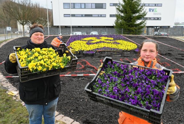 Steffi Ziener (l.) und Susann Anders, Mitarbeiterinnen im städtischen Betriebshof Aue-Bad Schlema, mit je einer Kiste Hornveilchen, wie sie am Wappen diese Woche gepflanzt worden sind. Foto: Ralf Wendland