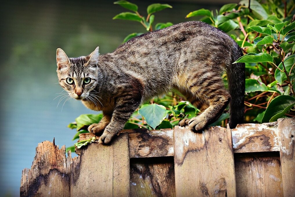 Verlorene Katze kehrt nach 20 Jahren zurück - nur zwei Tage vor ihrem traurigen Ende - Symbolbild. Foto: Pixabay