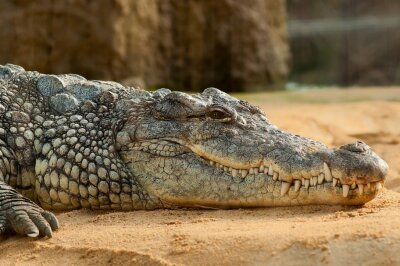 Vermisster Mann tot im Magen eines großen Krokodils gefunden - Symbolbild. Foto: Pixabay