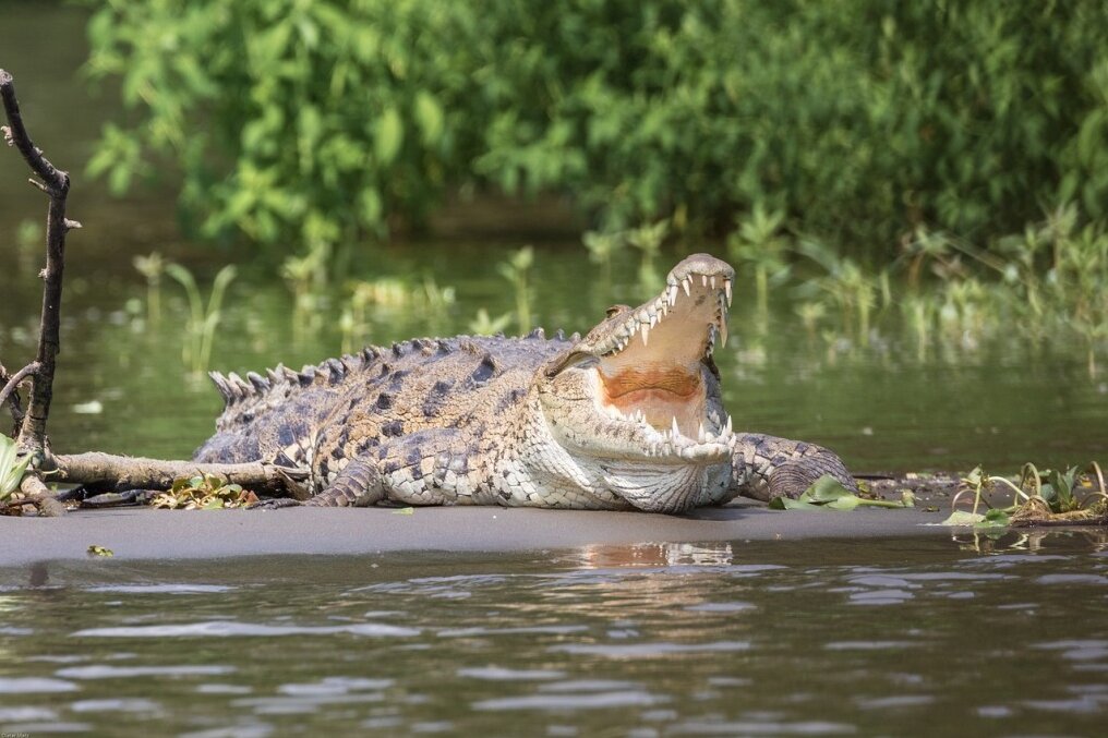 Vermisster Mann tot im Magen eines großen Krokodils gefunden - Symbolbild. Foto: Pixabay