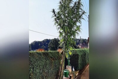 Vier Meter hohe Cannabispflanze nach Zufallsfund in Mittweida sichergestellt - Die Polizei fand zufällig eine 4 Meter hohe Canabispflanze in Mittweida. Foto: Polizeidirektion Chemnitz