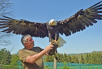 Vögel laden auf die Augustusburg ein - Zum 1. Mai 2024 hat Michael Löbel seine Falknerei in Augustusburg wiedereröffnet. Weißkopf-Seeadler Henriette will losfliegen. Foto: Christof Heyden