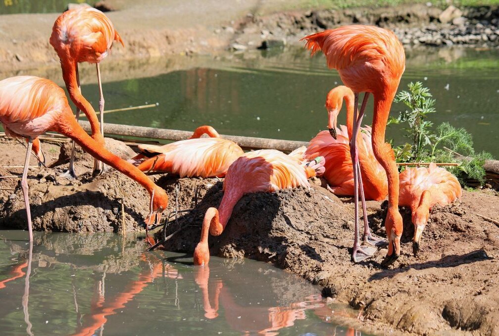 Vogelgrippe im Tierpark Limbach hat traurige Folgen - Die Flamingos werden diesen Sommer vermutlich recht allein in ihrer großen Anlage sein. Foto: A.Büchner