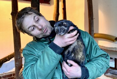 Vom Jäger zum beliebten Haustier - Zootierpfleger Peter Hömke mit einem der Frettchen, das im Auer Zoo der Minis zuhause ist. Foto: Ralf Wendland