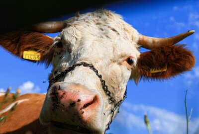 Von der Ernte bis zum Brot: Landtechniktag in Eubabrunn - Tiere, wie diese Kuh, waren ebenfalls eine Attraktion zum Landtechniktag. Foto: Johannes Schmidt