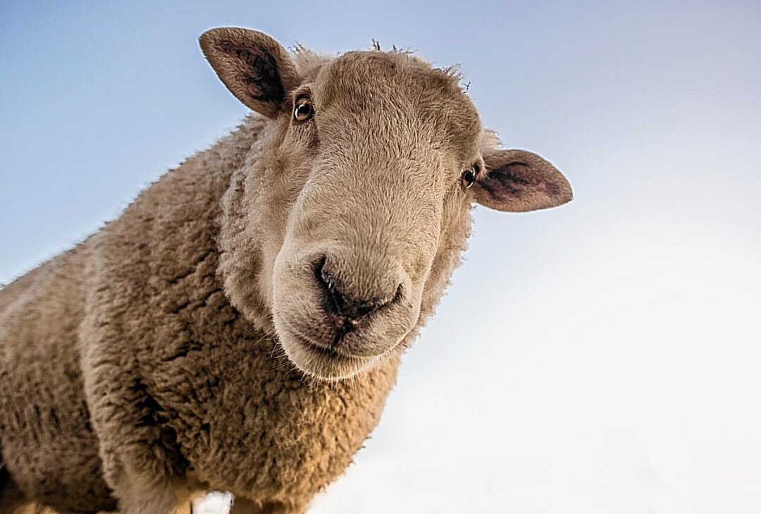 Von einem Hund erschreckt: 13 Schafe verenden in der Zwickauer Mulde - Von einem Hund erschreckt: 13 Schafe verenden in der Zwickauer Mulde. Symbolbild: pixabay