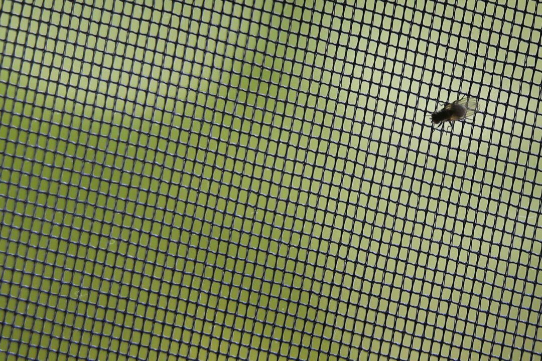 Von Spannrahmen bis Pendeltür: So sperren Sie Fliegen aus - Effektiver Insektenschutz für ruhige Nächte: Viele Wege können zu einem insektenfreien Zuhause führen.