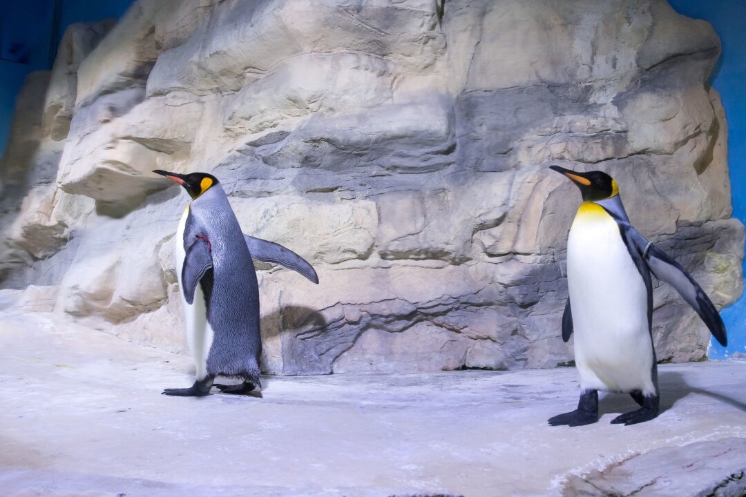 Vorbild Pinguin: Sicher gehen bei Glätte - Königspinguine in der Polarwelt im Tierpark Hellabrunn. Der Pinguin-Gang verleiht Stabilität und bringt einen bei Glätte sicherer ans Ziel.