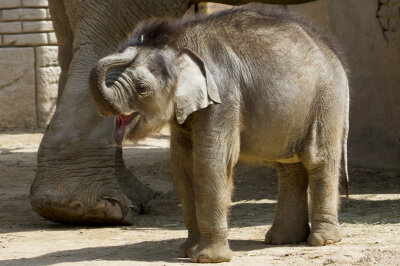 Voting hat begonnen: Babyelefant aus Leipzig will einen Namen! - Der kleine Kämpfer wird am 2. Juni getauft und ihr entscheidet wie!