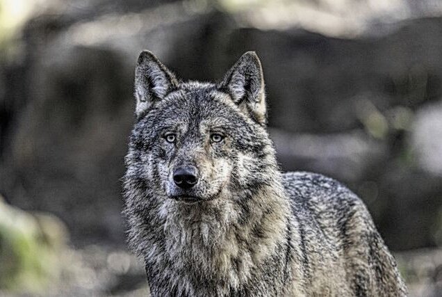 Waldarbeiter finden Wolfswelpen in Sachsen - Symbolbild Wolf. Foto: Pixabay