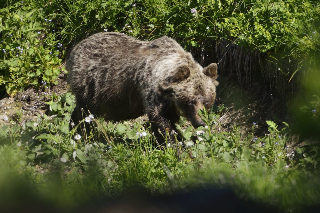 Waldarbeiter in Slowakei von Braunbär schwer verletzt - In den slowakischen Wäldern leben nach WWF-Angaben rund 1200 Braunbären.