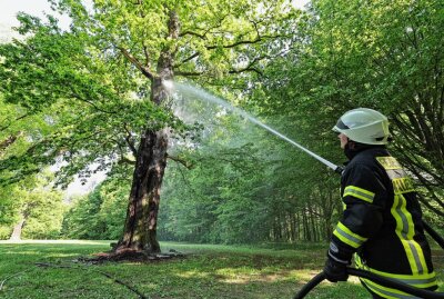 Waldenburger Eiche fängt Feuer und brennt von innen aus - Die Feuerwehr löscht nicht nur den Brand, sondern kühlt auch den Stamm ab. Foto: Andreas Kretschel
