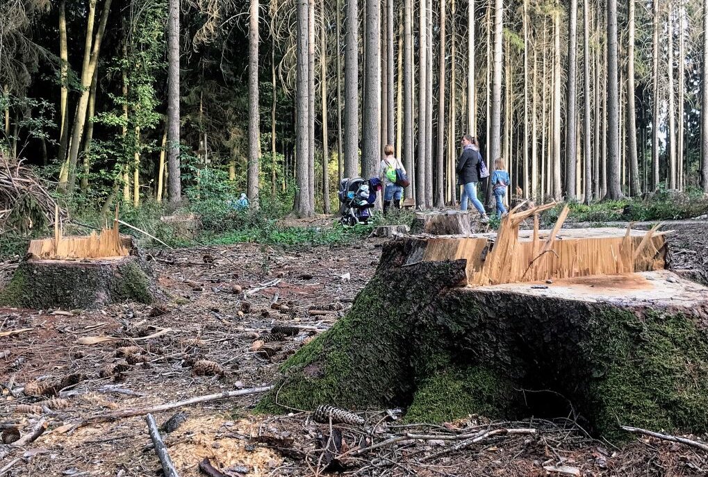 Waldumbau in Sachsen dringend notwendig - Die Schäden in Sachsens Wäldern sind überall zu sehen. Tausende Bäume mussten in den vergangenen vier Jahren gefällt werden. Foto: Rico Hinkel 